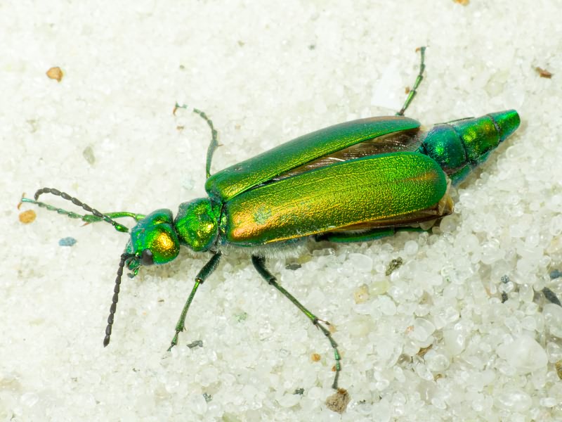 Lytta vesicatoria (Linnaeus, 1758)